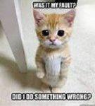 catmeme045.jpg