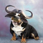 bulldog.jpg
