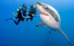 shark-divers_2388636k.jpg