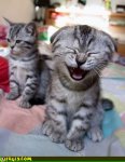 laughing_kitten_picture.jpg