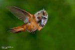 funny-bizarre-animal-blends-photo-manipulation-monkey-bird-7.jpg