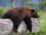 sleepy-grizzly-bear_22670_600x450.jpg w=600.jpg