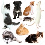 depositphotos_43334805-stock-photo-collage-of-different-pets-isolated.jpg