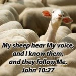 sheep hear.jpg