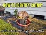 Catnip Identification.jpg