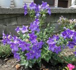 Balloon Flowers Crop2.jpg