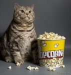 catpop.jpg catpop.jpg