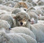 wolf-sheeps-clothing.jpg wolf-sheeps-clothing.jpg