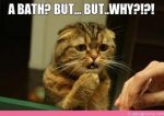 bathcat.jpg bathcat.jpg