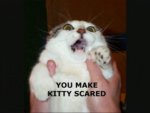 scaredkitty.jpg