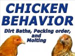 peck.jpg peck.jpg