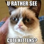 kittens1.jpg kittens1.jpg