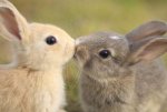 valentine-animals-5.jpg