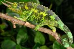 Chamaeleo_jacksonii_xantholophus_3.jpg