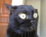 confused-cat-2.jpg