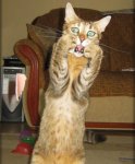 horrifiedcat.jpg