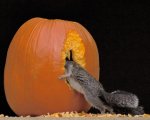 squirrel.jpg squirrel.jpg