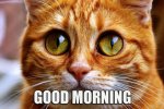 Funny-Cat-Good-Morning-Images-623x413.jpg