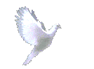 animated-dove-gif-8 - Copy (2).gif