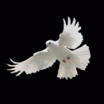 whitedove (1).gif