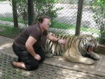 tiger pet.JPG