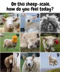 sheep.jpg