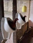 urinals.jpg