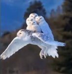 owl.jpg
