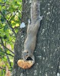 squirrel (2).jpg