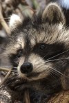 racoon.jpg