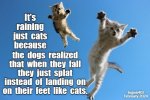 just cats.jpg