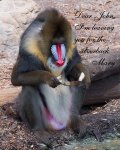 mandril read final copy.jpg