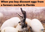 Florida eggs.jpg