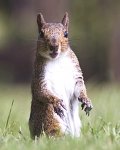 1404 squirrel copy.jpg