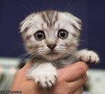 Sad_Cat_Is_Sad.jpg