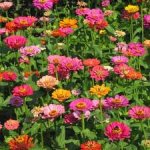 zinnias.jpg zinnias.jpg