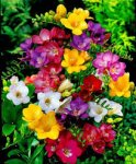 freesia.jpg freesia.jpg