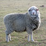 ewe.jpg ewe.jpg