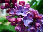 nature_flowers_lilac_027294_.jpg