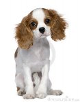 cavalier-king-charles-spaniel-5-months-old-15359028.jpg