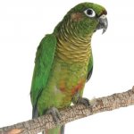 greenCheekConure_C.jpg