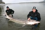 STURGEON+WHITE+(A.+transmontanus)+canada+fraser+river+columbia++ai+big+fishes+huge+world+record+.jpg