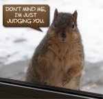 judging squirrel.jpg