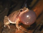 spring-peeper-3.jpg