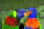 lorikeet1.jpg