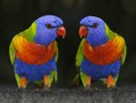 lorikeet2.jpg