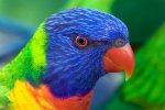 lorikeet3.jpg