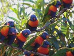 lorikeet5.jpg