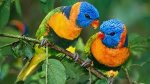 lorikeet6.jpg