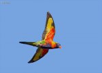 lorikeet7.jpg